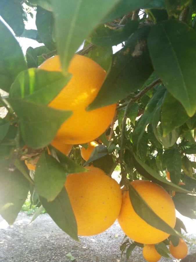 Lemon Tree Cottage Finikounta Exterior photo