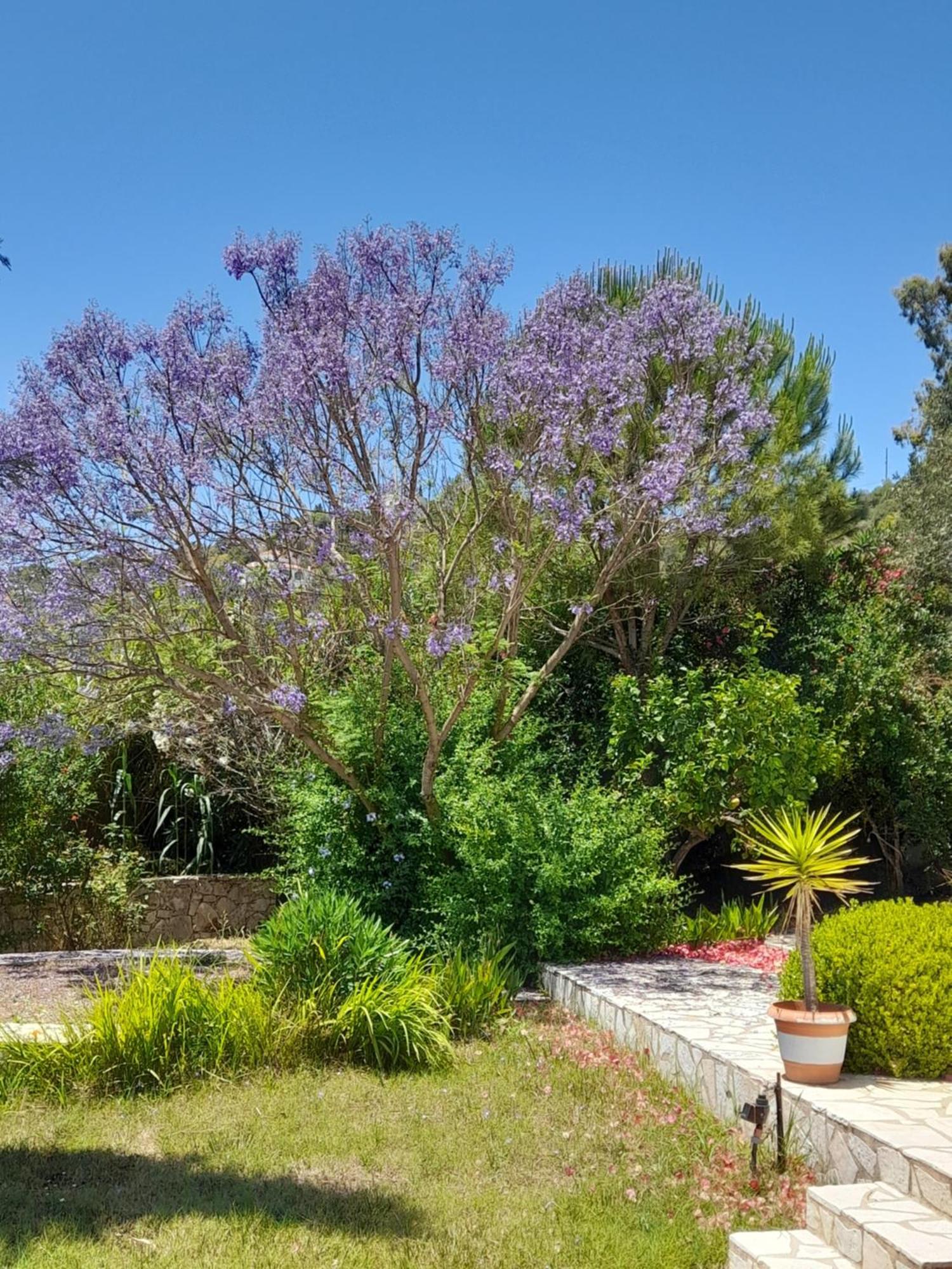 Lemon Tree Cottage Finikounta Exterior photo